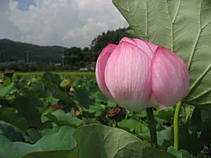 蓮の花